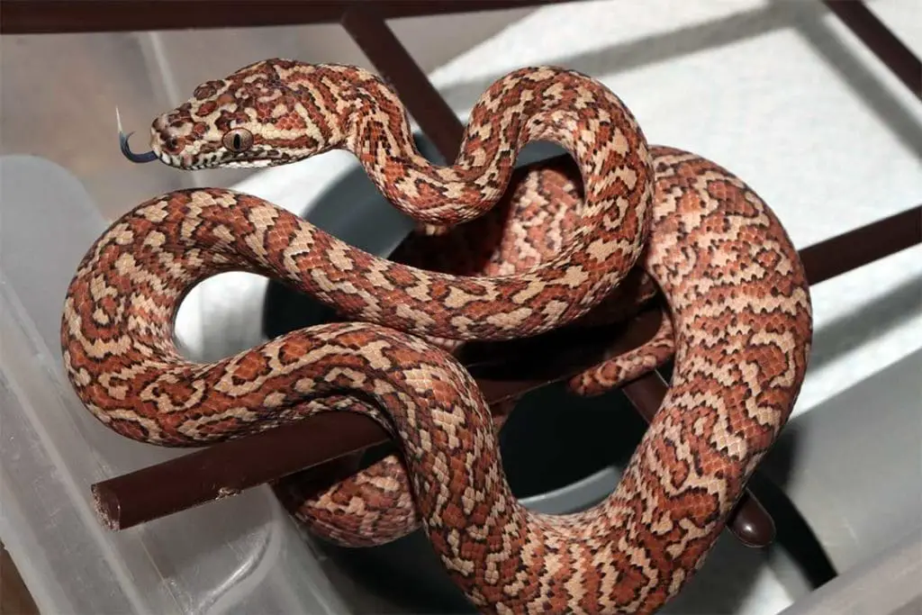 caramel zebra morelia spilota snake