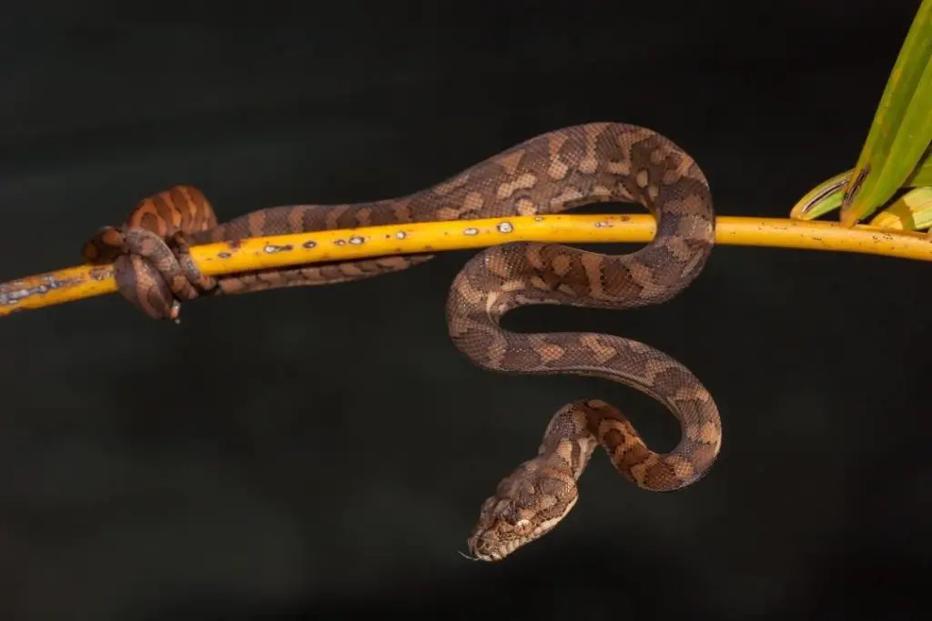 juvenile carpet python