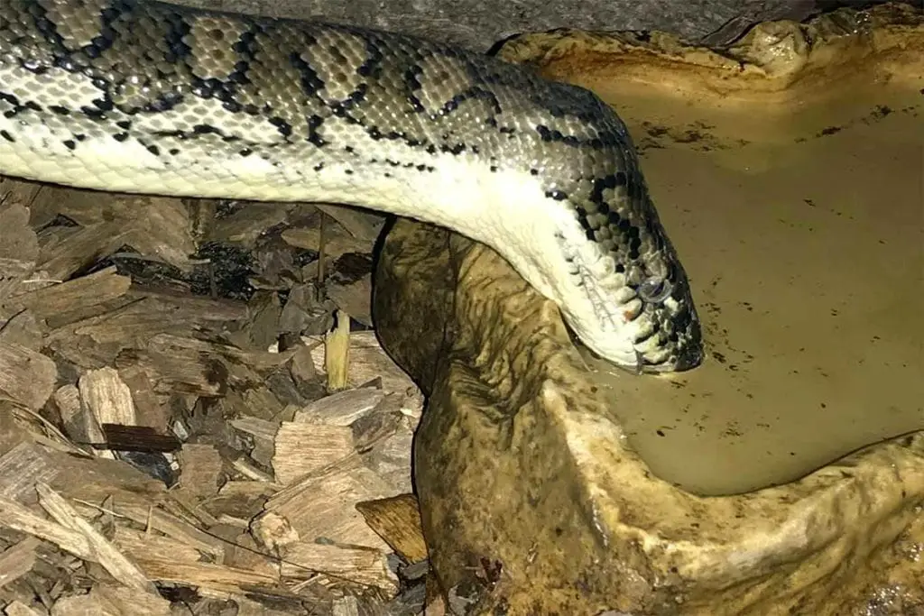 carpet python drinking water