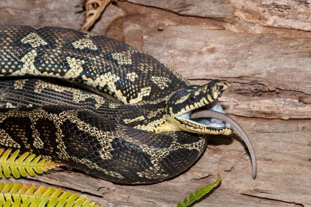 carpet python eating a rat
