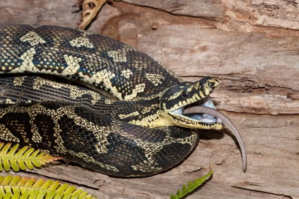 Carpet Python Care Sheet Setup)