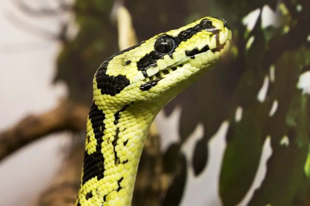 carpet python head reaching for the light