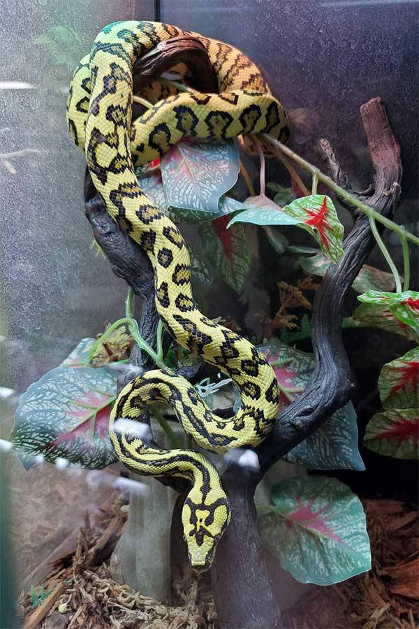 morelia spilota snake in its cage