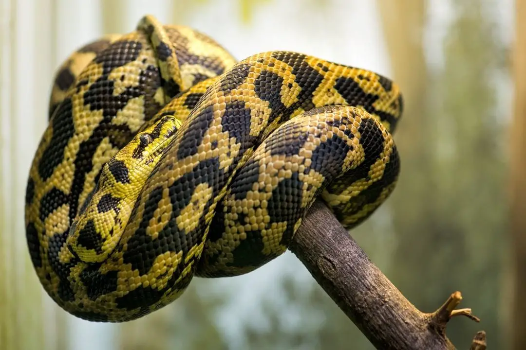 20 Species Of Black And Yellow Snakes (With Pictures) - ReptileHow.com