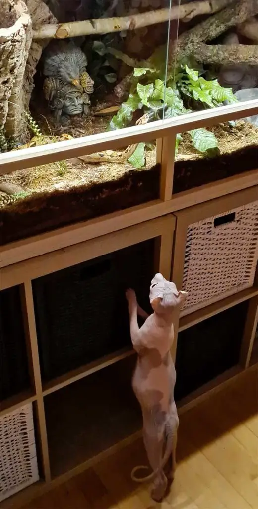 cat looking inside a boa constrictor's enclosure