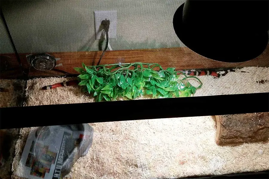 basking bulb lightning a baby milk snake enclosure