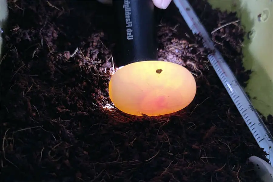 checking a corn snake egg with a flashlight
