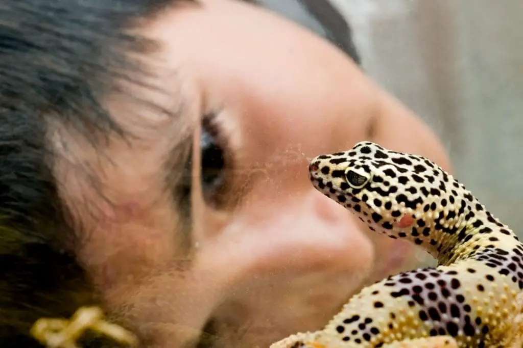 child looking at leopard gecko