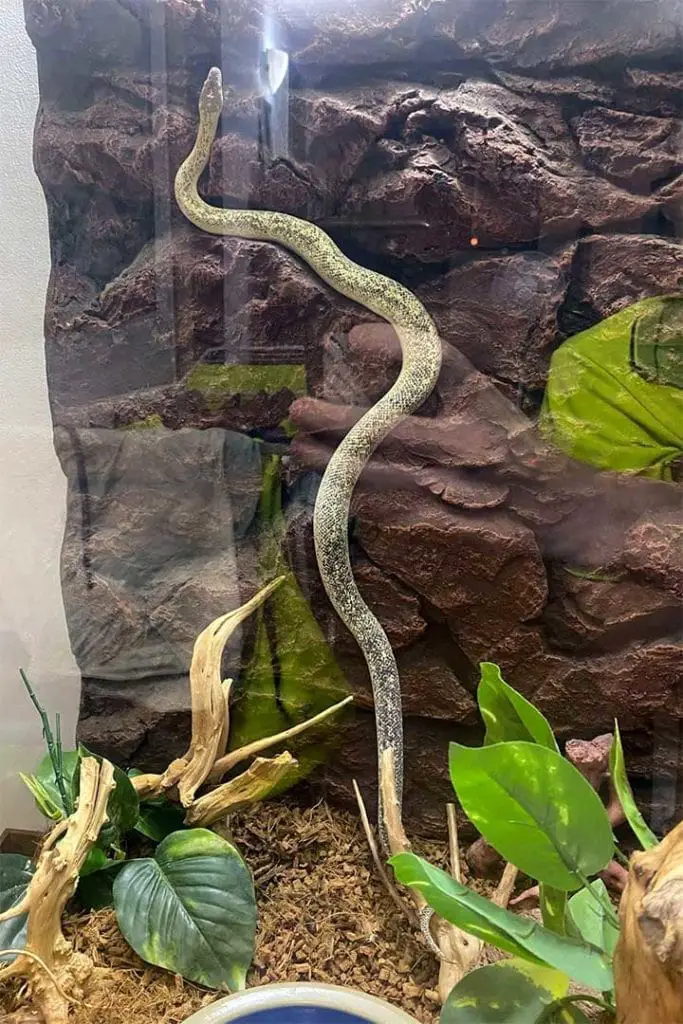 children's python climbing inside enclosure