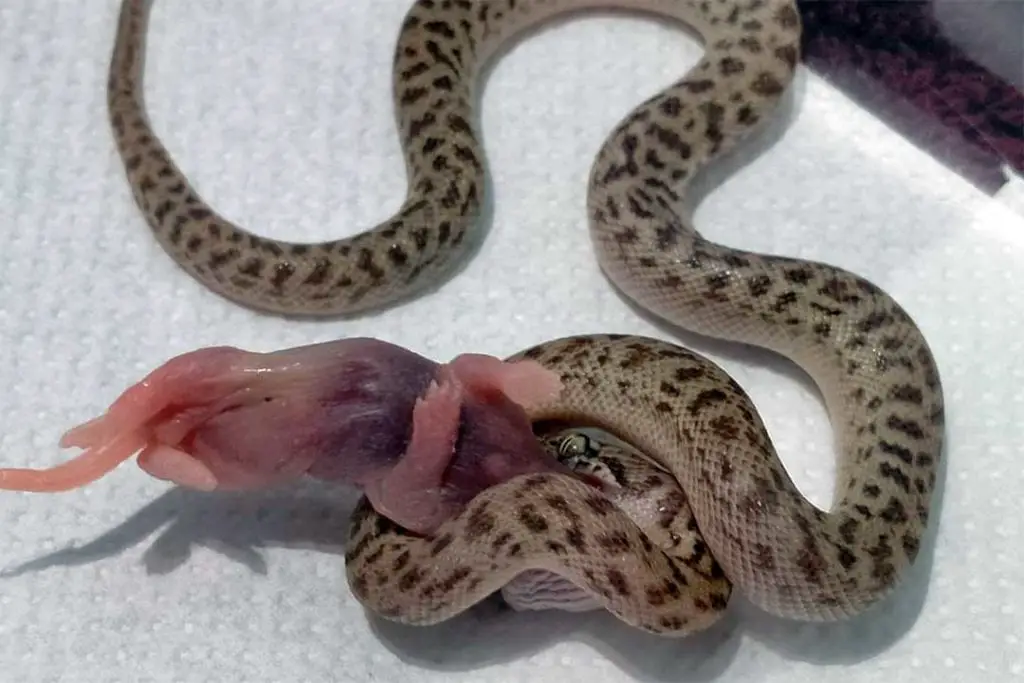 children's python eating a pinky mouse