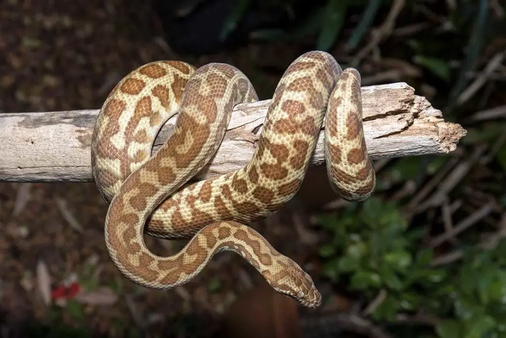 children's python climbing on a log