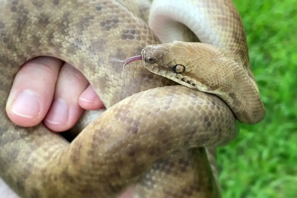 Do Children's Pythons Make Good Pets?