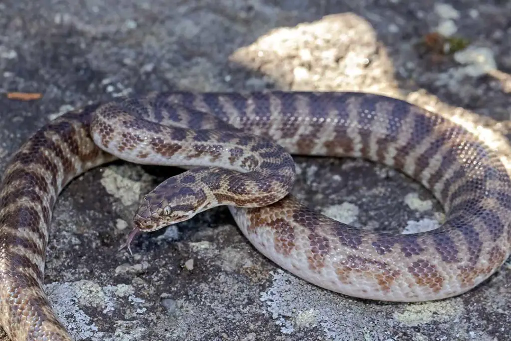 CHILDRENS PYTHON flickering its tongue