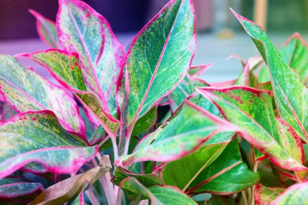 chinese evergreen plant