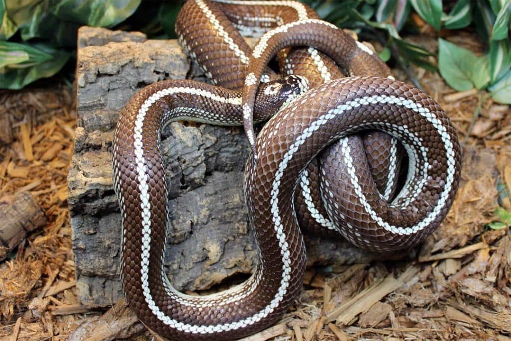 chocolate morph king snake