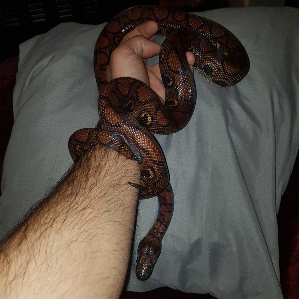 chocolate rainbow boa