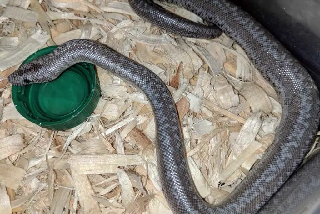 coastal anery rosy boa