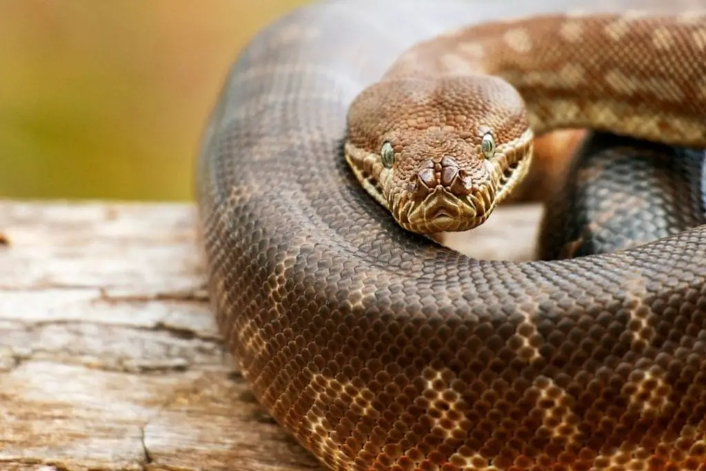 coastal carpet python