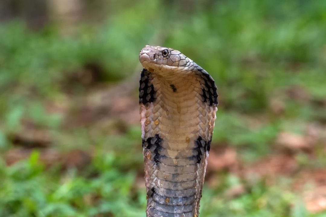 cobra snake straight up