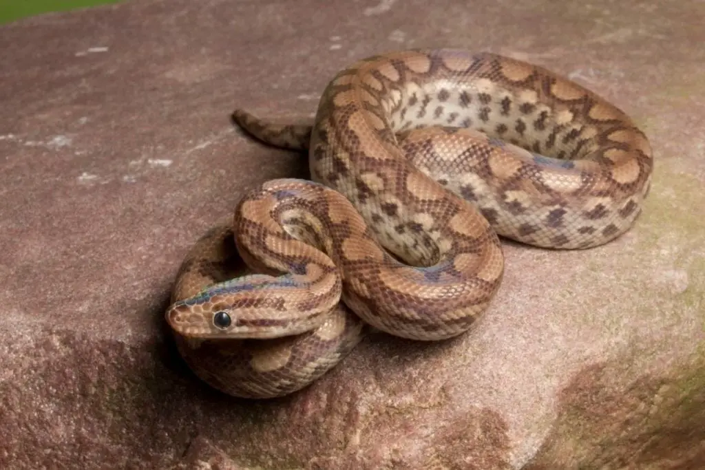 colombian rainbow boa