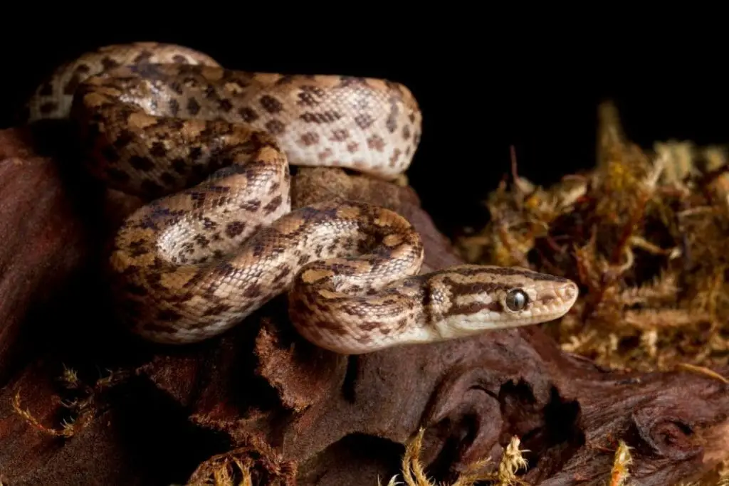 colombian rainbow boa on mulch