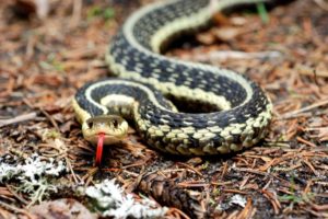 Garter Snake Size: How Big Do They Get? - ReptileHow.com