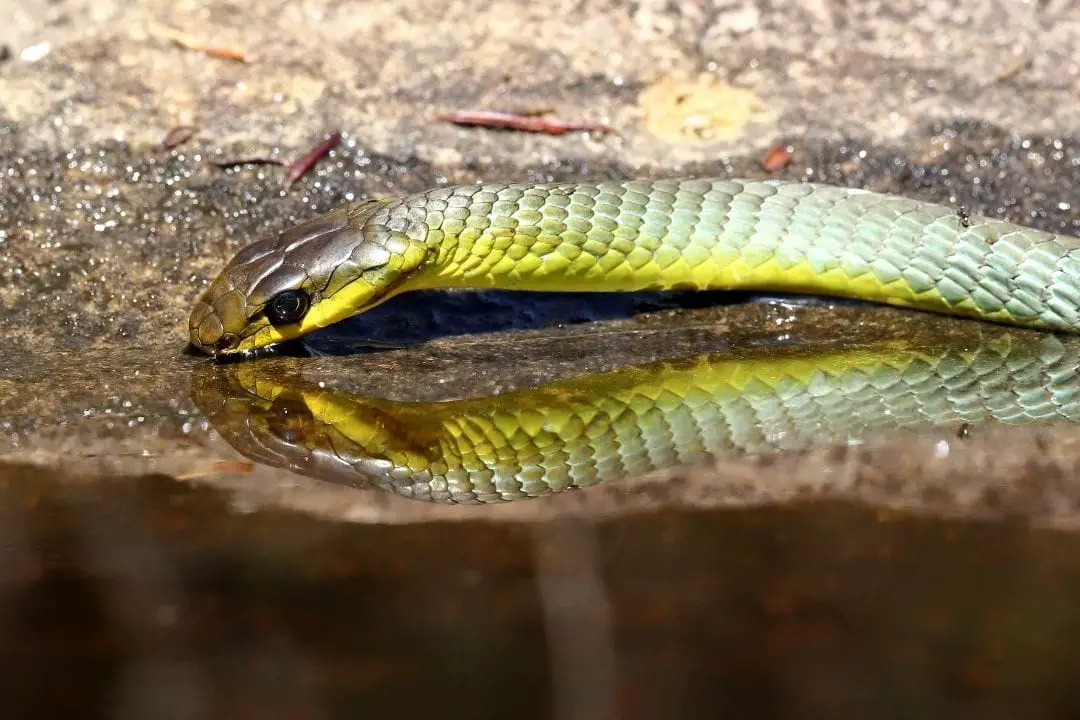 common tree snake drinking water