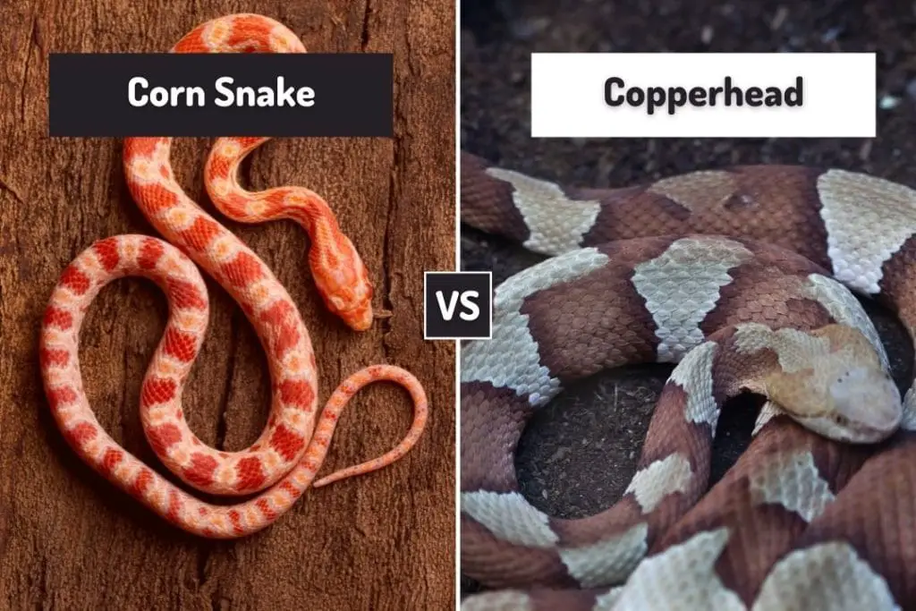color pattern on a corn snake compared to a copperhead viper