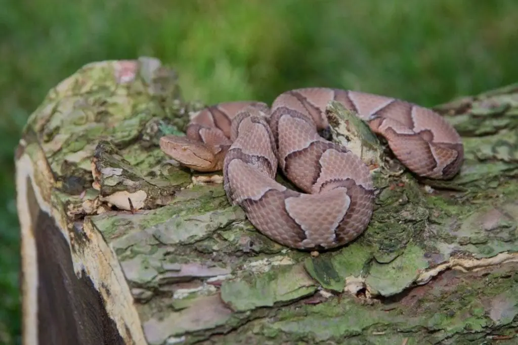 copperhead viper on a log
