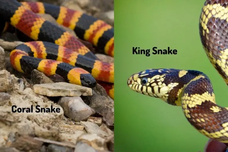 How to Tell a King Snake from a Coral Snake - ReptileHow.com