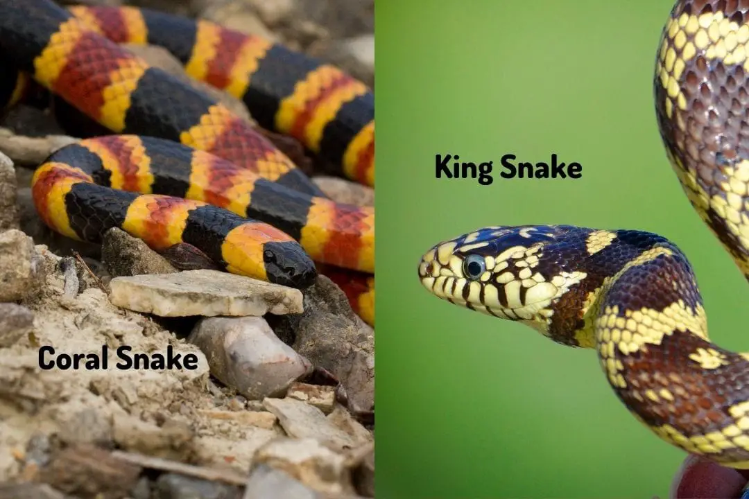 coral snake vs king snake