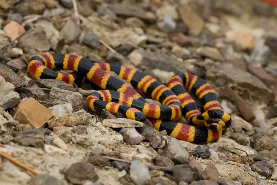 milksnake vs coral snale