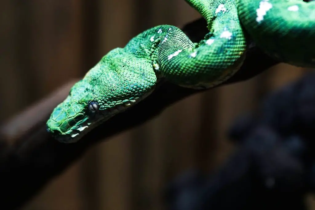 corallus caninus preying inside its enclosure