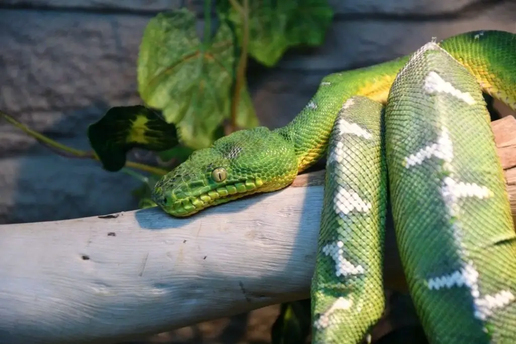 corallus caninus tree boa