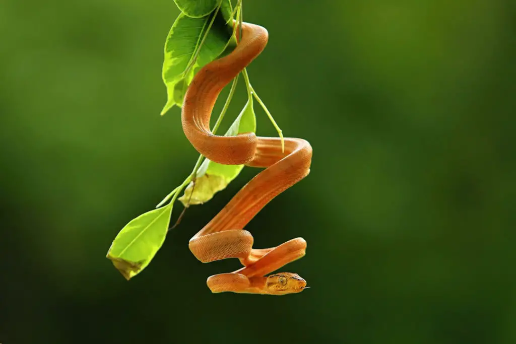 amazon tree boa hanging from a tree