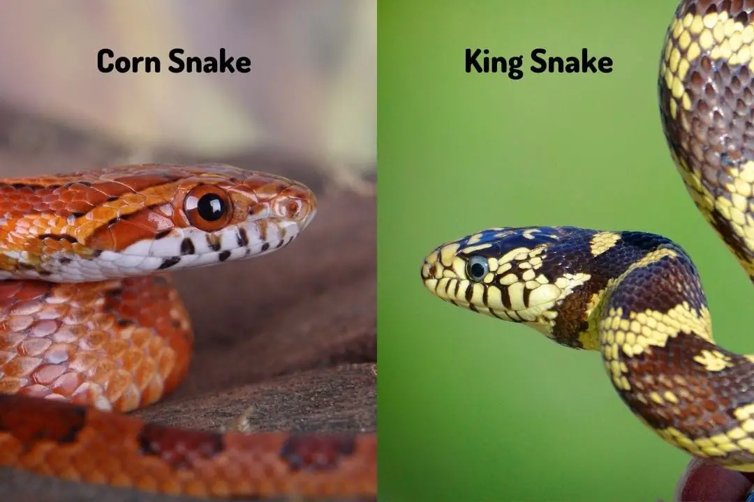 corn snake vs king snake