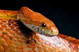 Are Corn Snakes Venomous or Poisonous? - ReptileHow.com