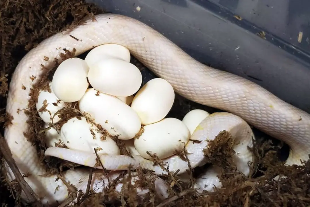 corn snake female and eggs