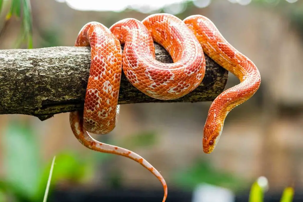 corn snake on a branch