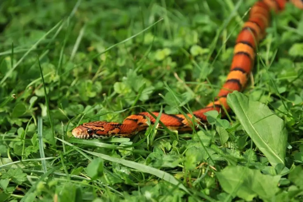 corn snake unting prey listening to sounds