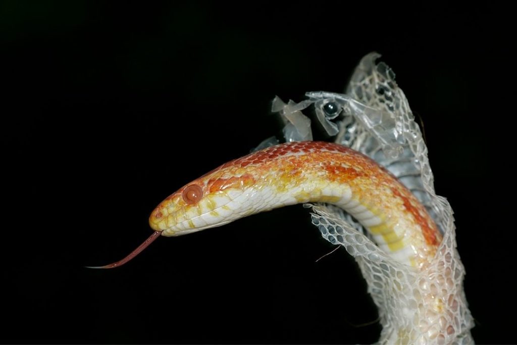 corn snake shedding his skin