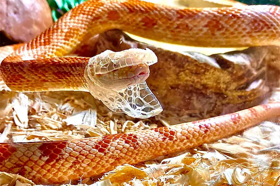 corn snake shedding skin