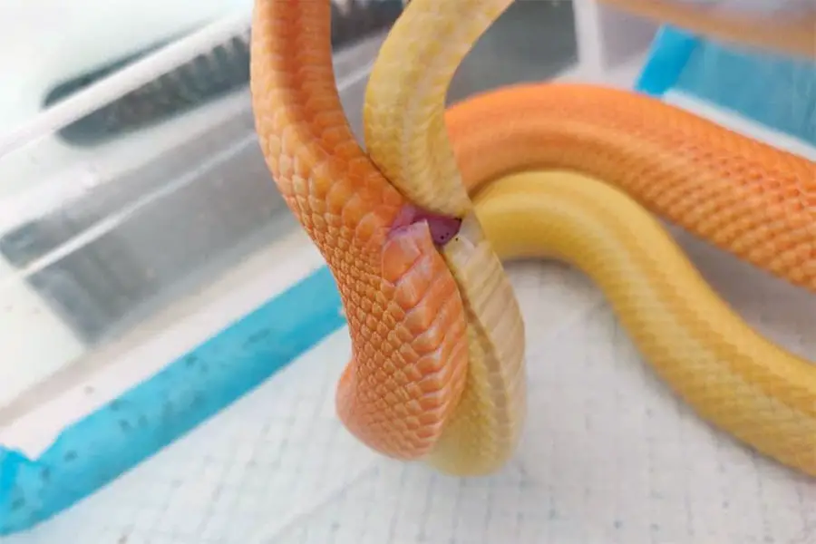 closeup view of two corn snakes mating