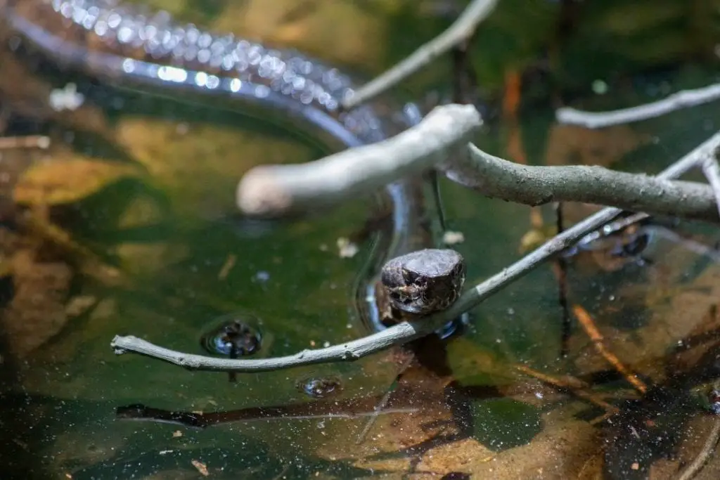 cottonmouth water snake