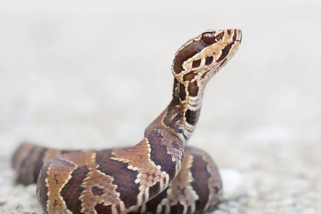 cottonmouth snake