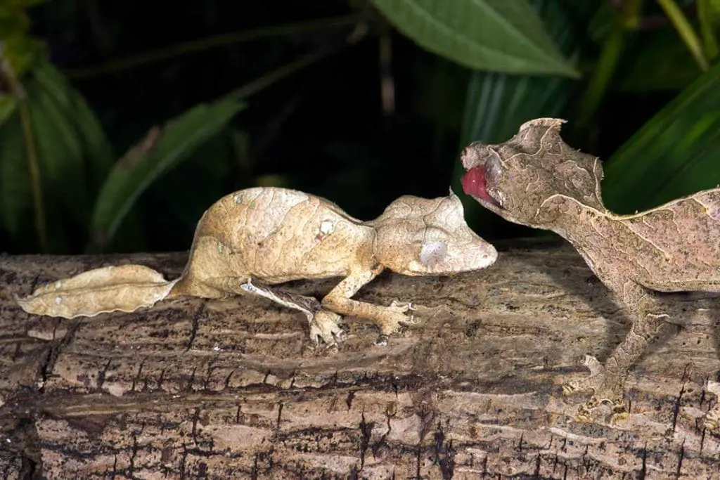 male and female uroplatus phantasticus lizards