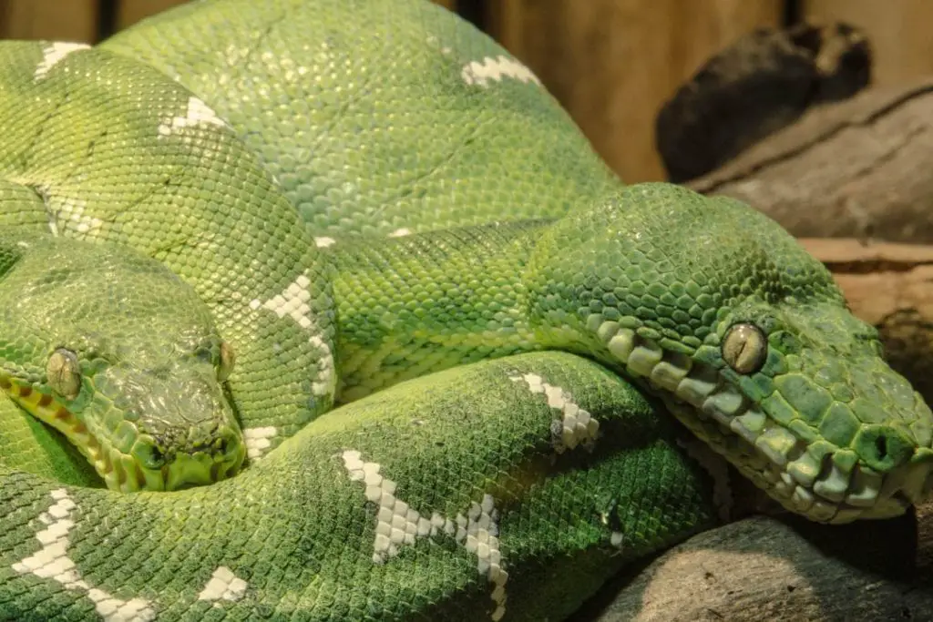 male and female emerald tree boas couple