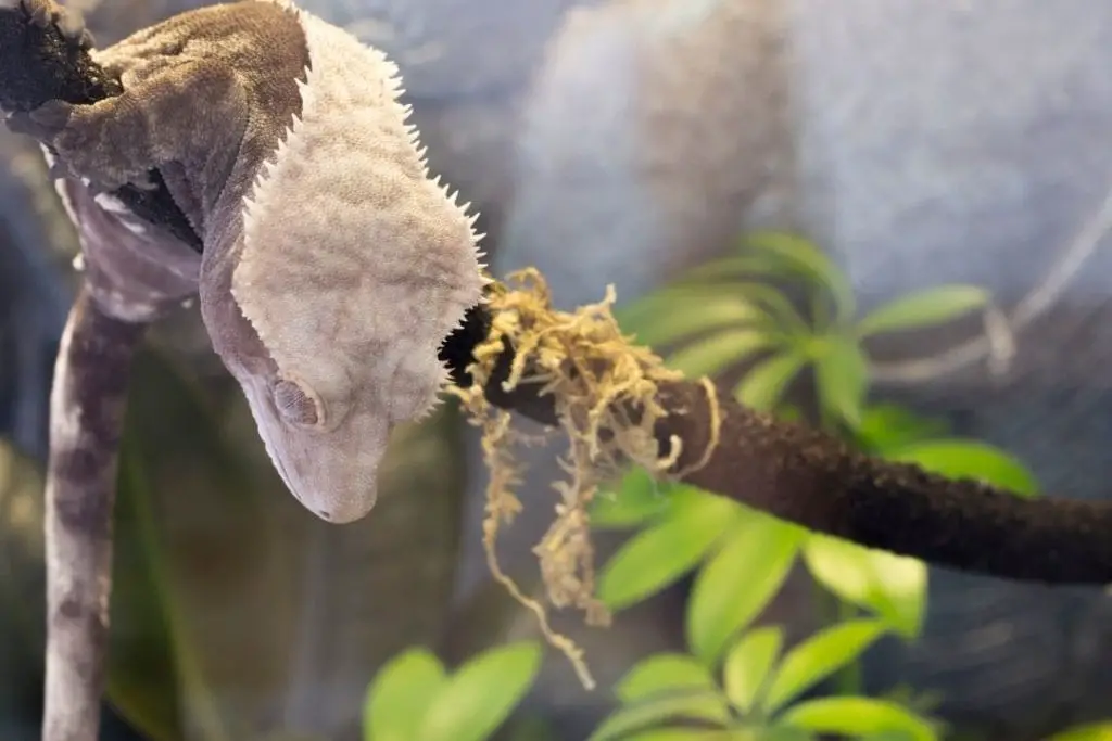 crested gecko in enclosure