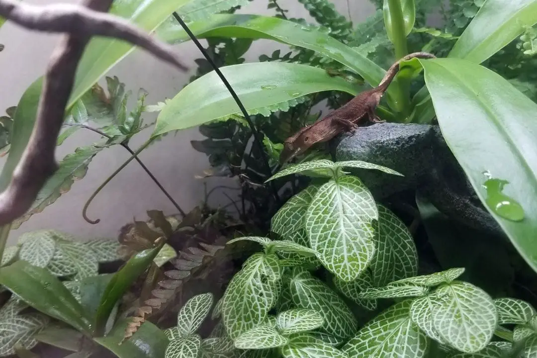 crested gecko inside a bioactive enclosure