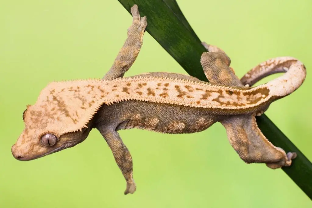 crested gecko jumping from a leaf